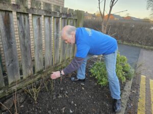 Older man in blue t-shirt and blue jeans doing some gardening by planting bulbs. 